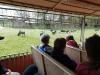 ZOO-011