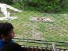 ZOO-019